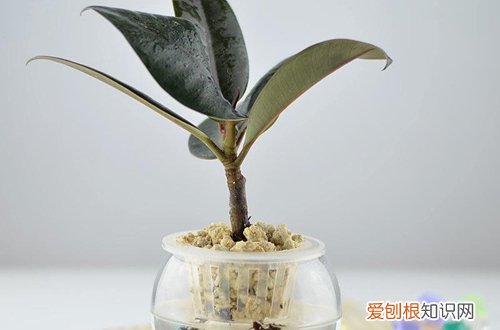图 橡皮树怎么水培 橡皮树的水培方法和注意事项