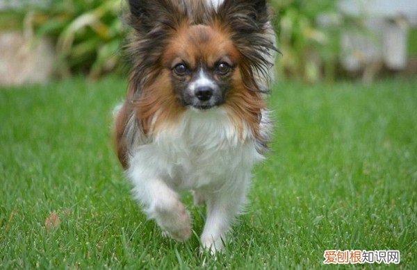 狗怀孕周期从什么时候算起 狗的怀孕周期