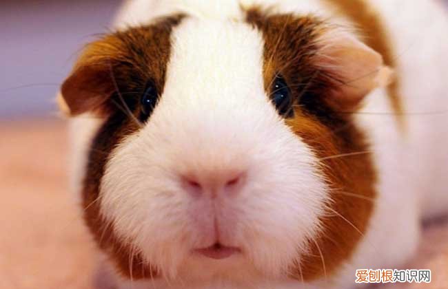 荷兰猪爱咬人怎么办,荷兰猪爱咬人怎么办呢