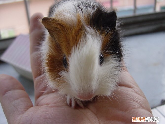 荷兰猪爱拉屎怎么办，荷兰猪总拉屎怎么办