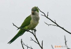 和尚鹦鹉多大成年，和尚鹦鹉多大成年