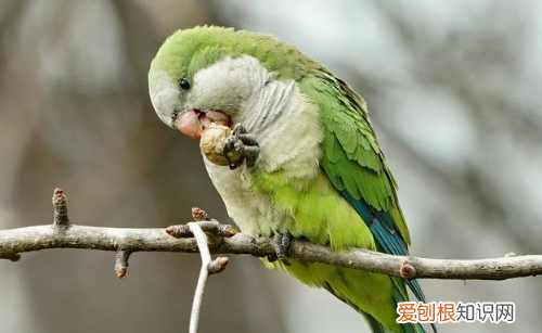 和尚鹦鹉怎么喂奶，和尚鹦鹉喂奶不吃