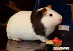 荷兰猪亲近人吗，荷兰猪亲人嘛