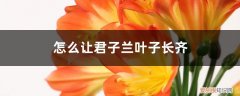 君子兰叶子长的不齐怎么办 怎么让君子兰叶子长齐，叶子不齐怎么办