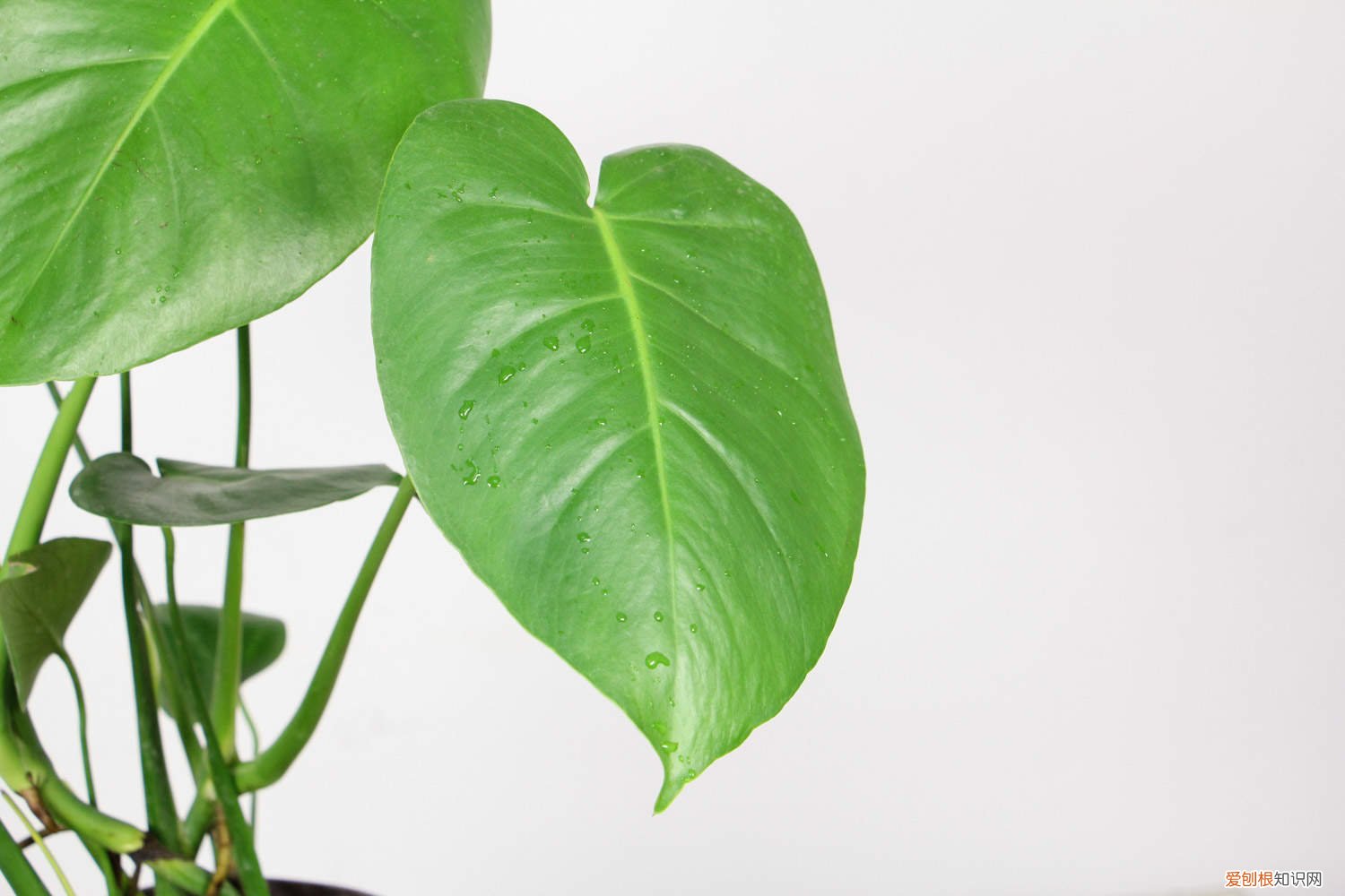 龟背竹叶子裂了怎么办 怎么让龟背竹叶子开裂，枯叶怎么处理