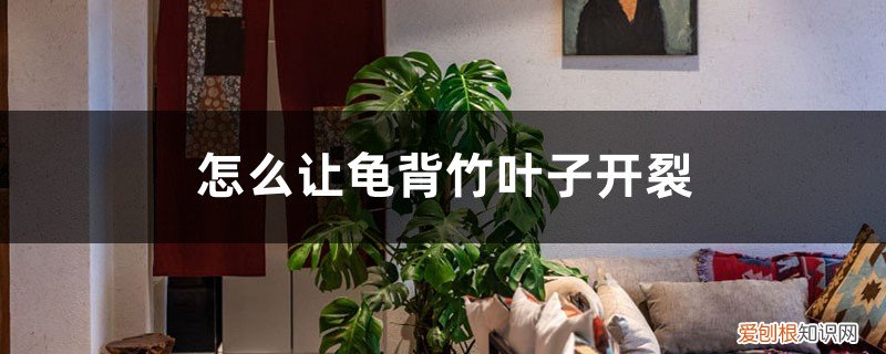 龟背竹叶子裂了怎么办 怎么让龟背竹叶子开裂，枯叶怎么处理