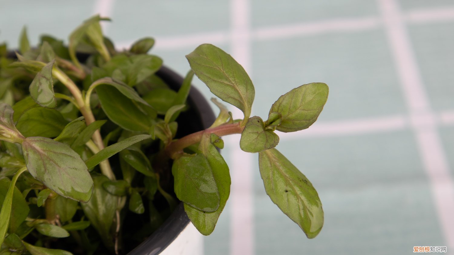 薄荷根太多怎么修剪 怎么让薄荷茎叶粗壮，怎么修剪
