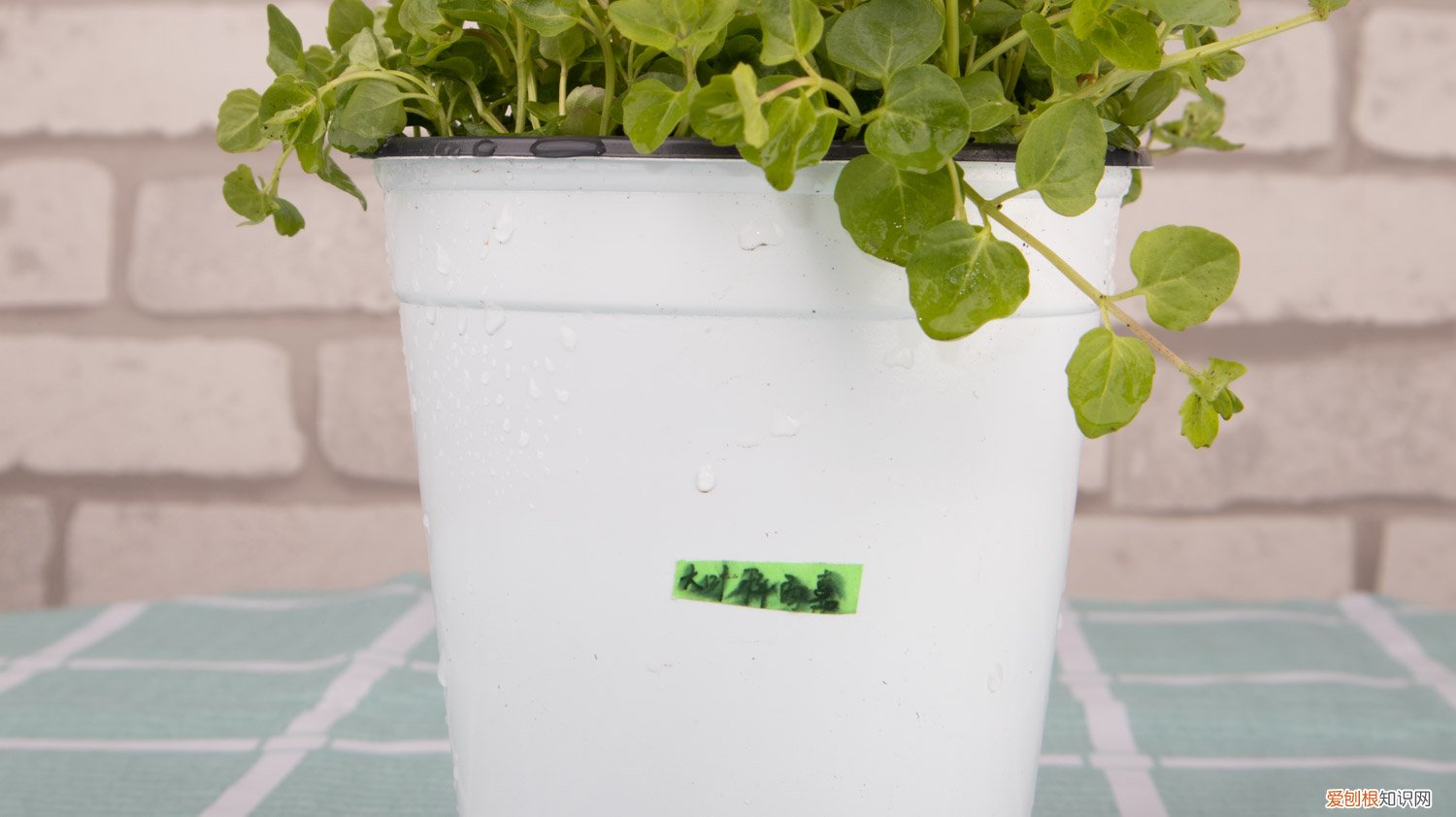 薄荷根太多怎么修剪 怎么让薄荷茎叶粗壮，怎么修剪