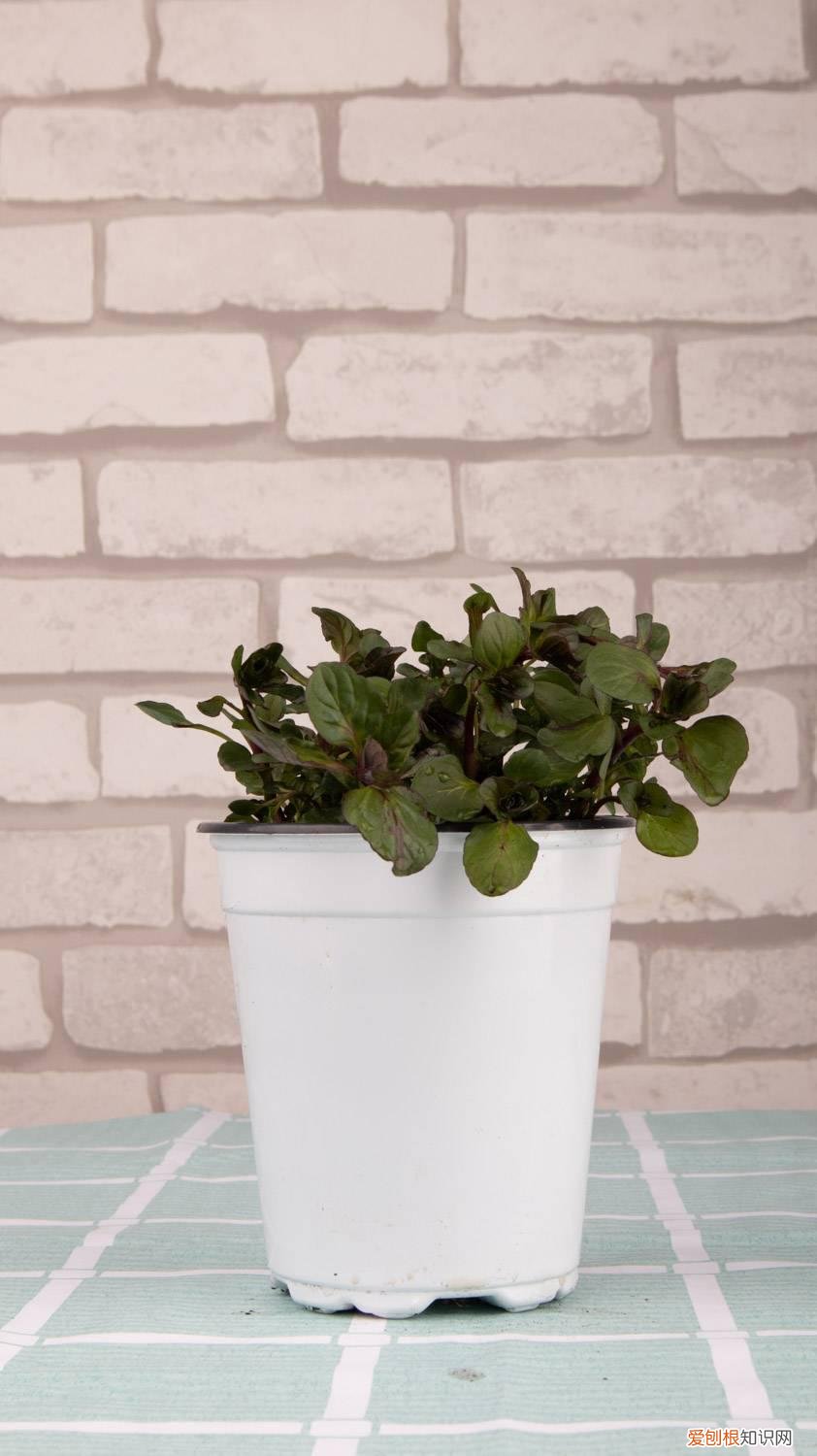 薄荷根太多怎么修剪 怎么让薄荷茎叶粗壮，怎么修剪