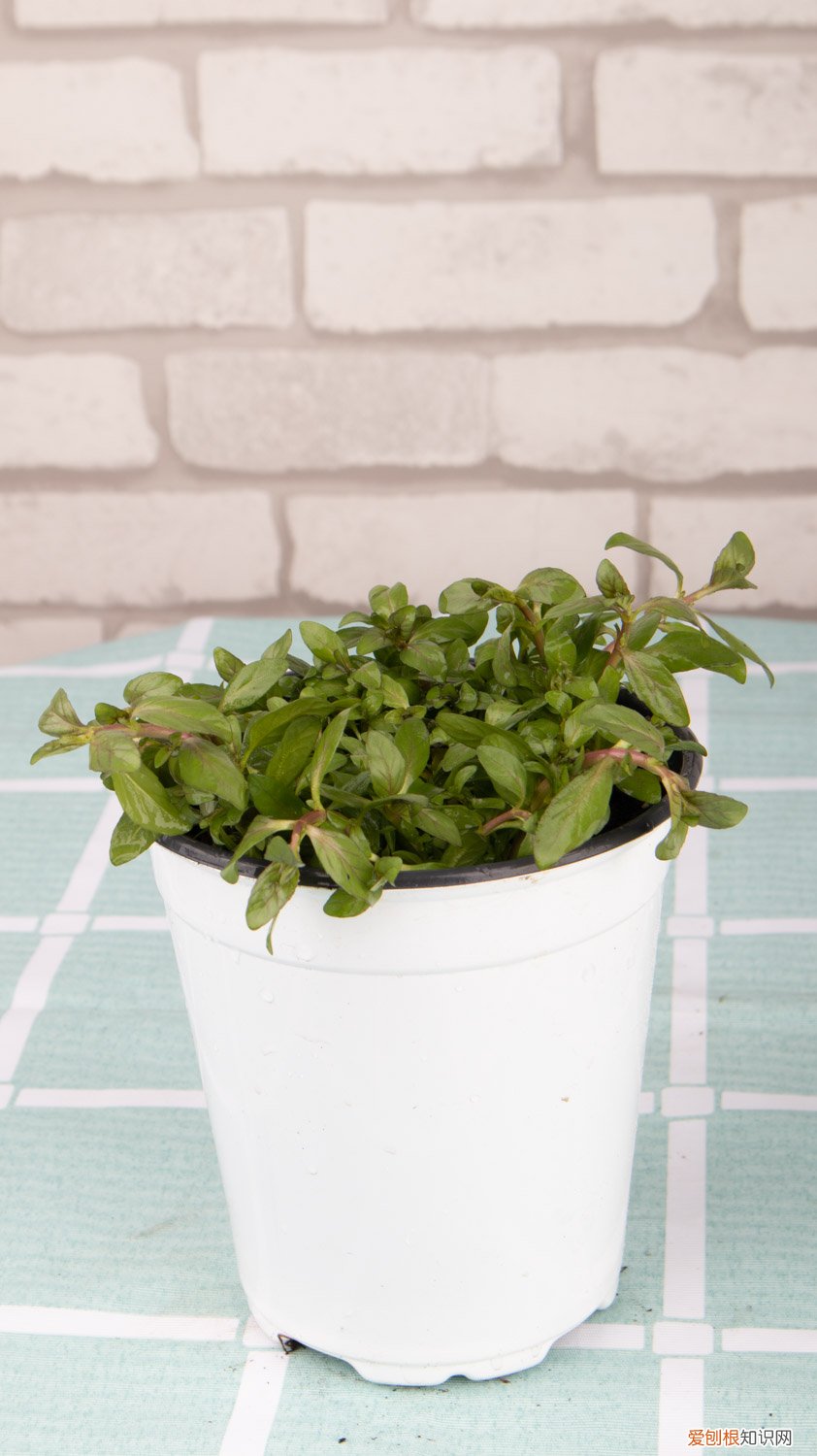 薄荷水培会生根吗 怎么让薄荷生根，水培生根后怎么养