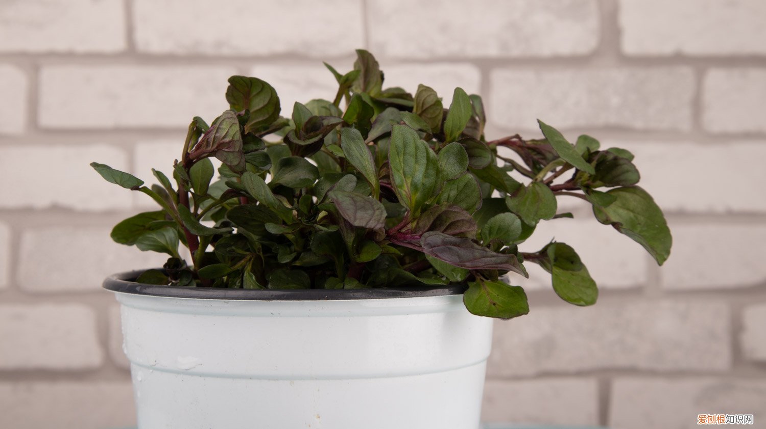 薄荷水培会生根吗 怎么让薄荷生根，水培生根后怎么养