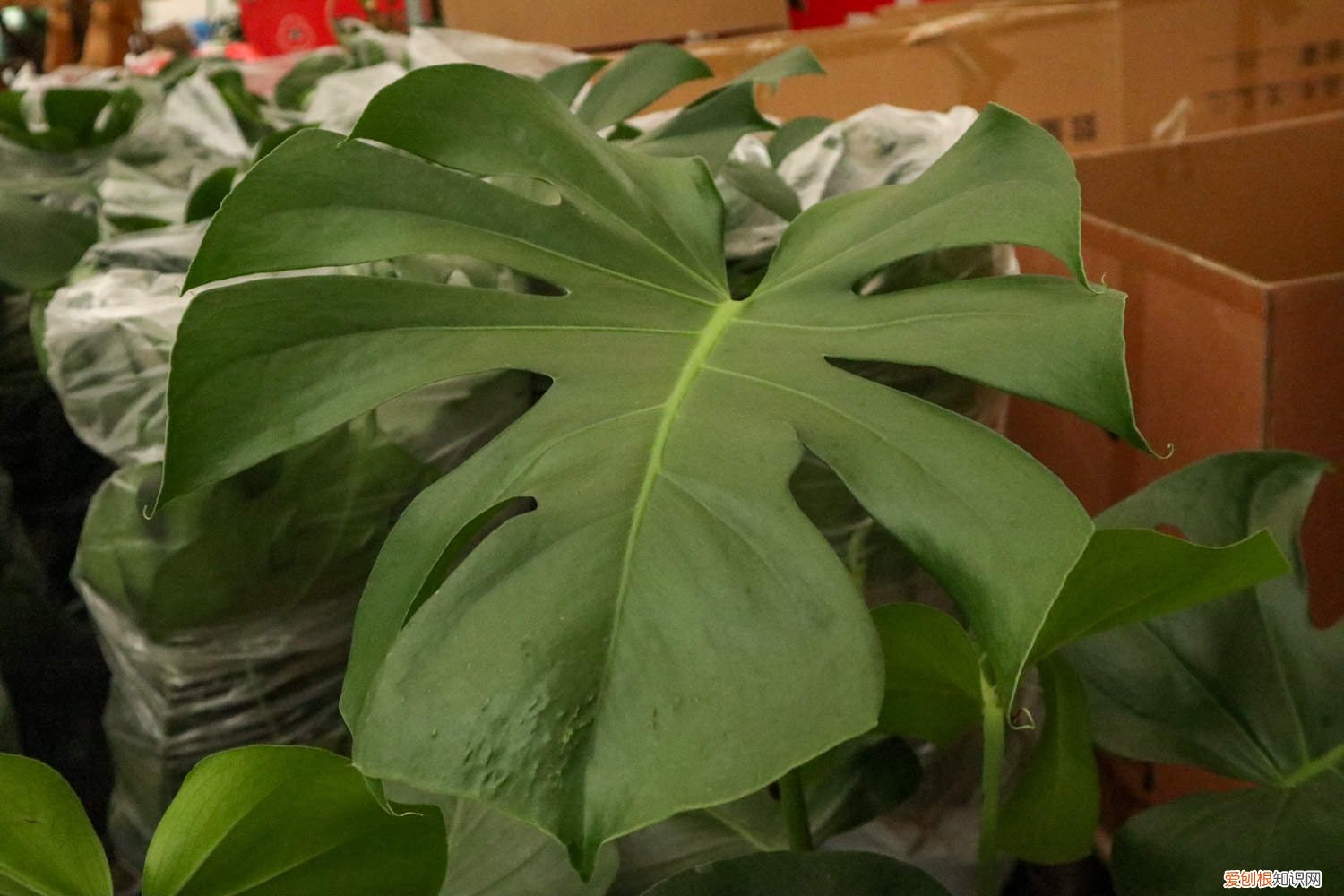 怎样让龟背竹长得又大又厚实 怎么让龟背竹爆盆，长得又大又厚实