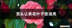 茶花叶子怎么才能油光发亮 怎么让茶花叶子变油亮，可以喷啤酒吗