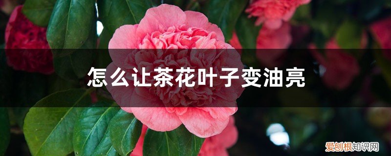 茶花叶子怎么才能油光发亮 怎么让茶花叶子变油亮，可以喷啤酒吗