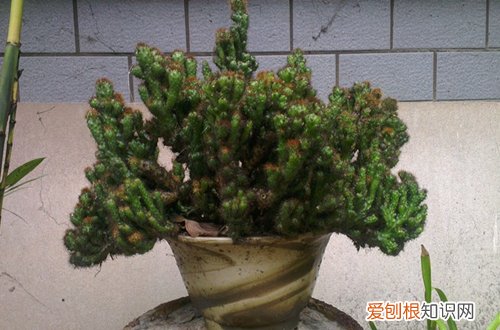 图 山影拳怎么养 山影拳的养殖方法和注意事项