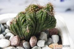 图 山影拳怎么养 山影拳的养殖方法和注意事项