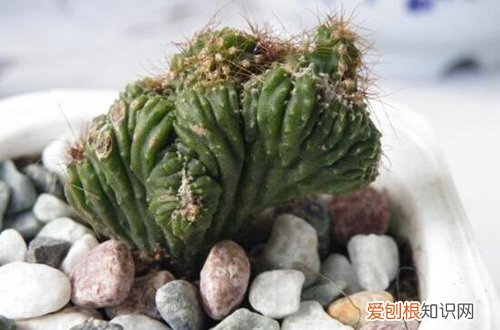 图 山影拳怎么养 山影拳的养殖方法和注意事项