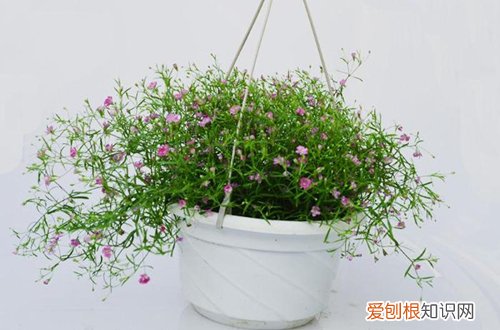 图 满天星怎么养 满天星的养殖方法和注意事项