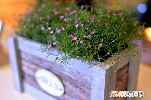 图 满天星怎么养 满天星的养殖方法和注意事项