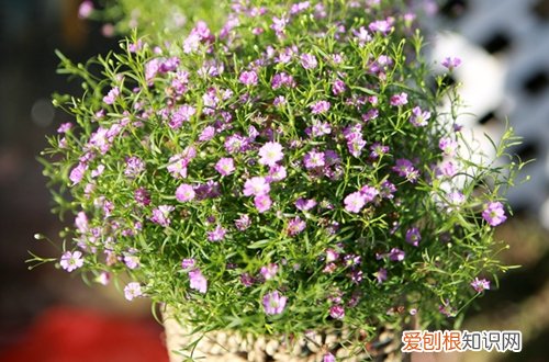 图 满天星怎么养 满天星的养殖方法和注意事项