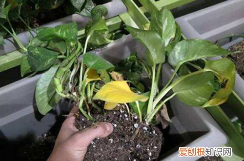 图 刚买来的绿萝怎样移盆 刚移盘的绿萝需要浇水吗