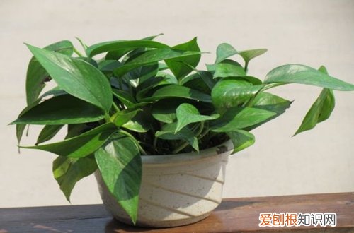 图 刚买来的绿萝怎样移盆 刚移盘的绿萝需要浇水吗