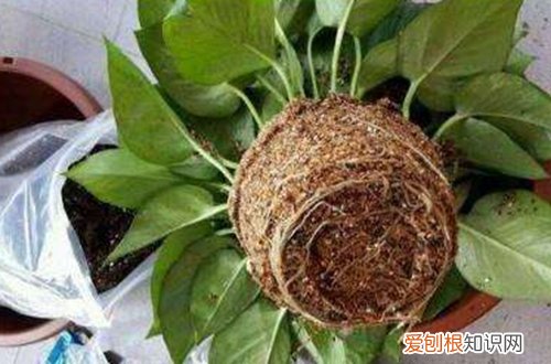 图 刚买来的绿萝怎样移盆 刚移盘的绿萝需要浇水吗
