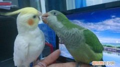 怎么教和尚鹦鹉说话，教和尚鹦鹉说话技巧