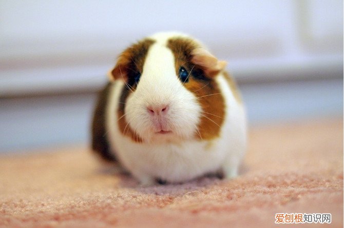 荷兰猪生病了吃什么药，荷兰猪需要吃药吗