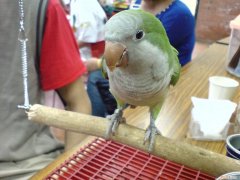 和尚鹦鹉性格，和尚鹦鹉性格特点