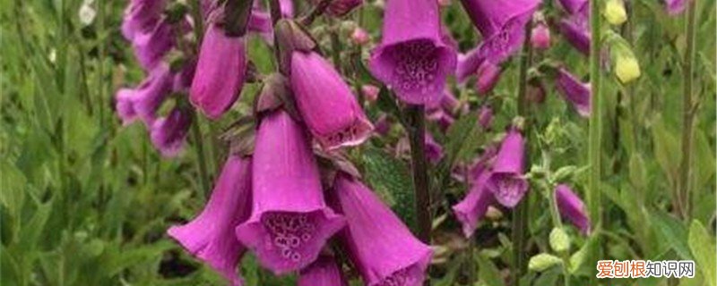 毛地黄花的种植方法 毛地黄的种植方法