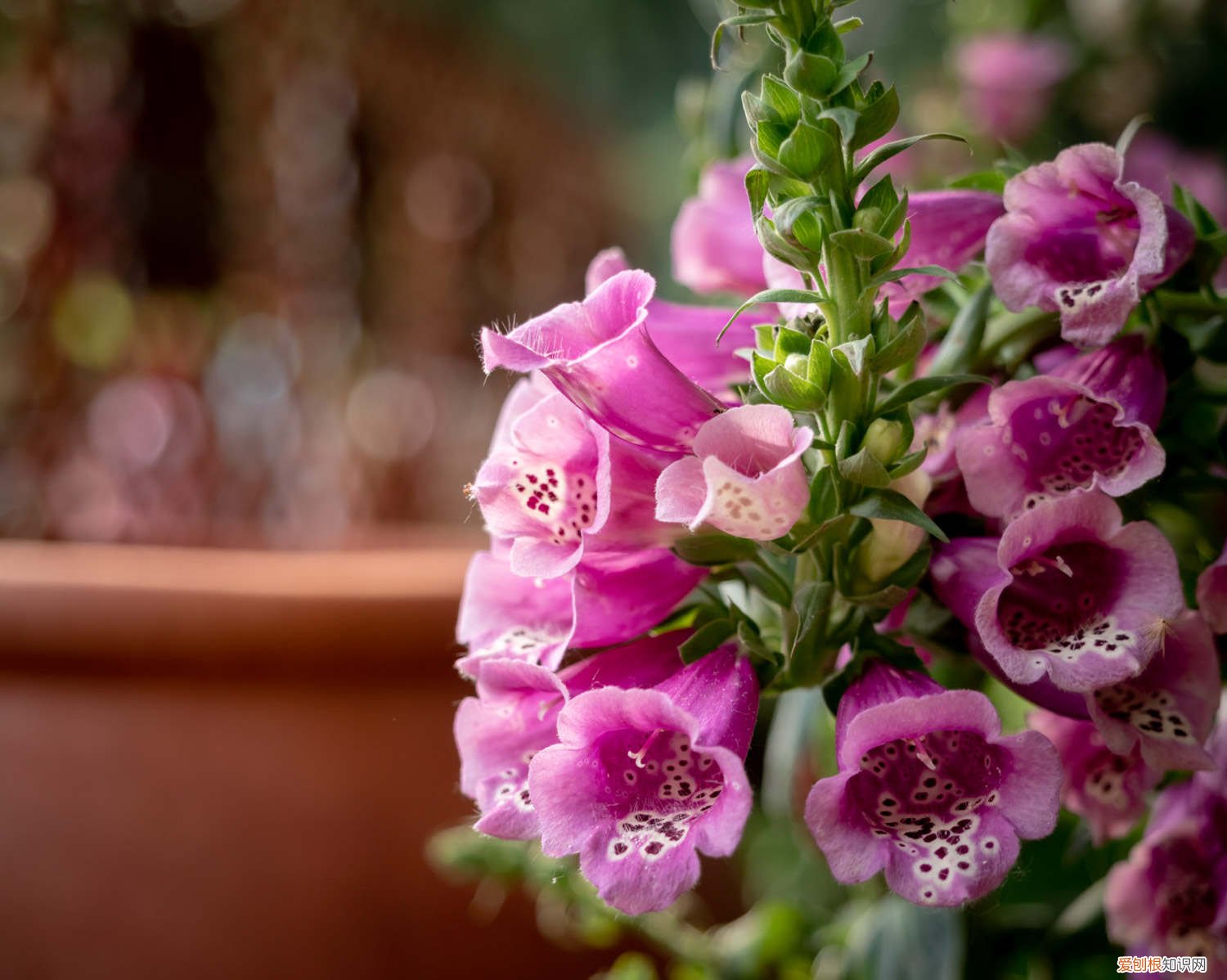 毛地黄花的种植方法 毛地黄的种植方法
