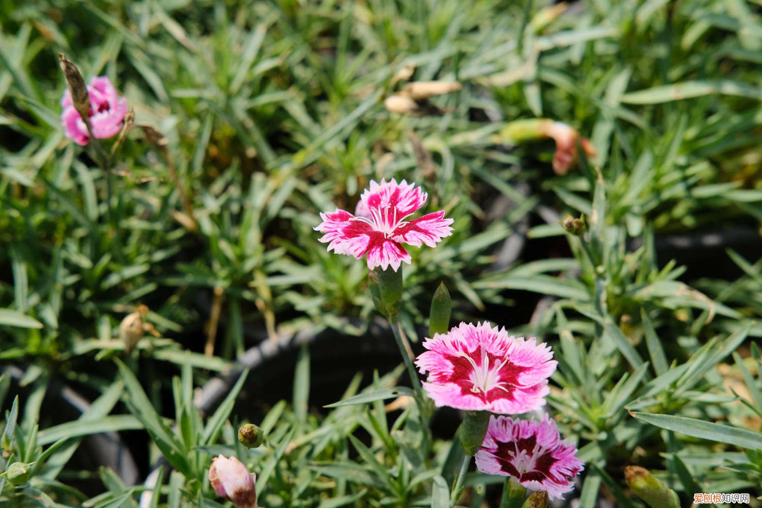 植物石竹的养殖方法 石竹的种植方法和注意事项