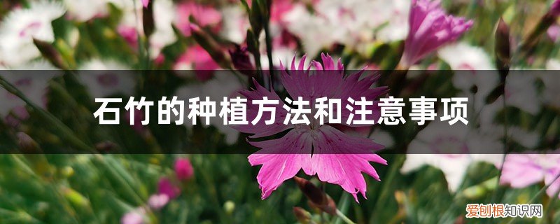 植物石竹的养殖方法 石竹的种植方法和注意事项