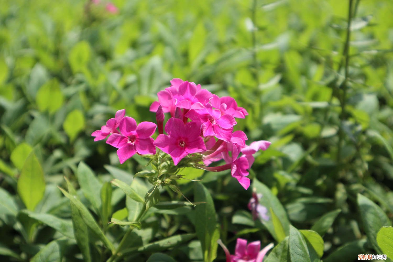 植物石竹的养殖方法 石竹的种植方法和注意事项