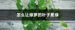 绿萝怎样让它长的更茂盛更绿 怎么让绿萝的叶子更绿，更茂盛
