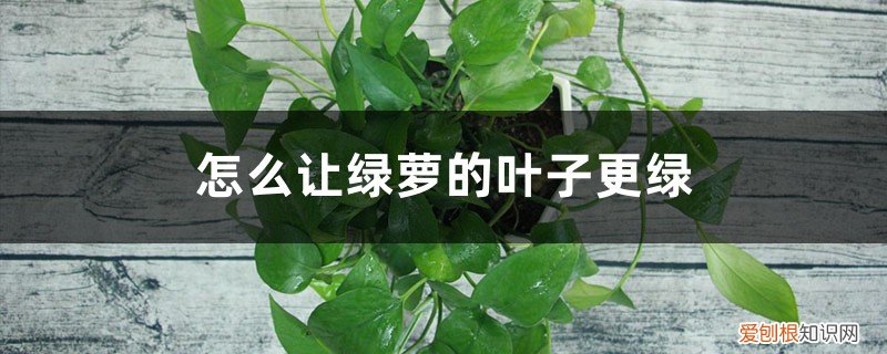 绿萝怎样让它长的更茂盛更绿 怎么让绿萝的叶子更绿,更茂盛