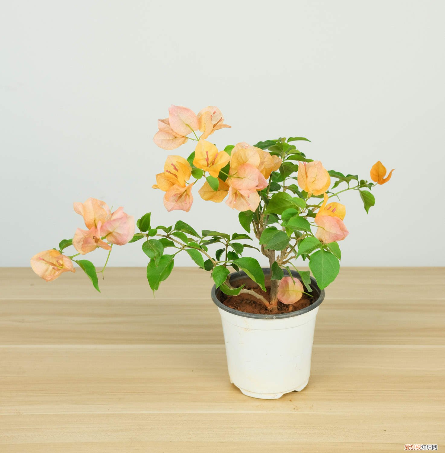 室外三角梅冬天怎么过冬 三角梅冬天怎么过冬