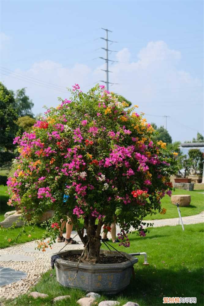 室外三角梅冬天怎么过冬 三角梅冬天怎么过冬