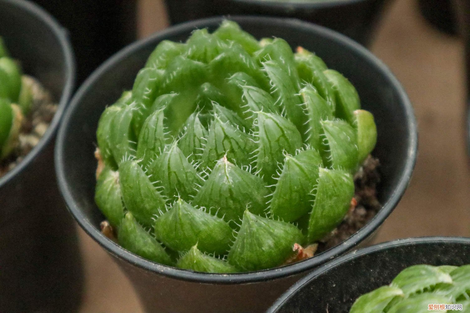 玉露冬天怎么养护 玉露冬天怎么养