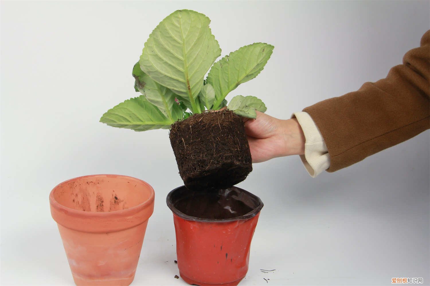 大岩桐冬天的养殖方法有哪些 大岩桐冬天的养殖方法