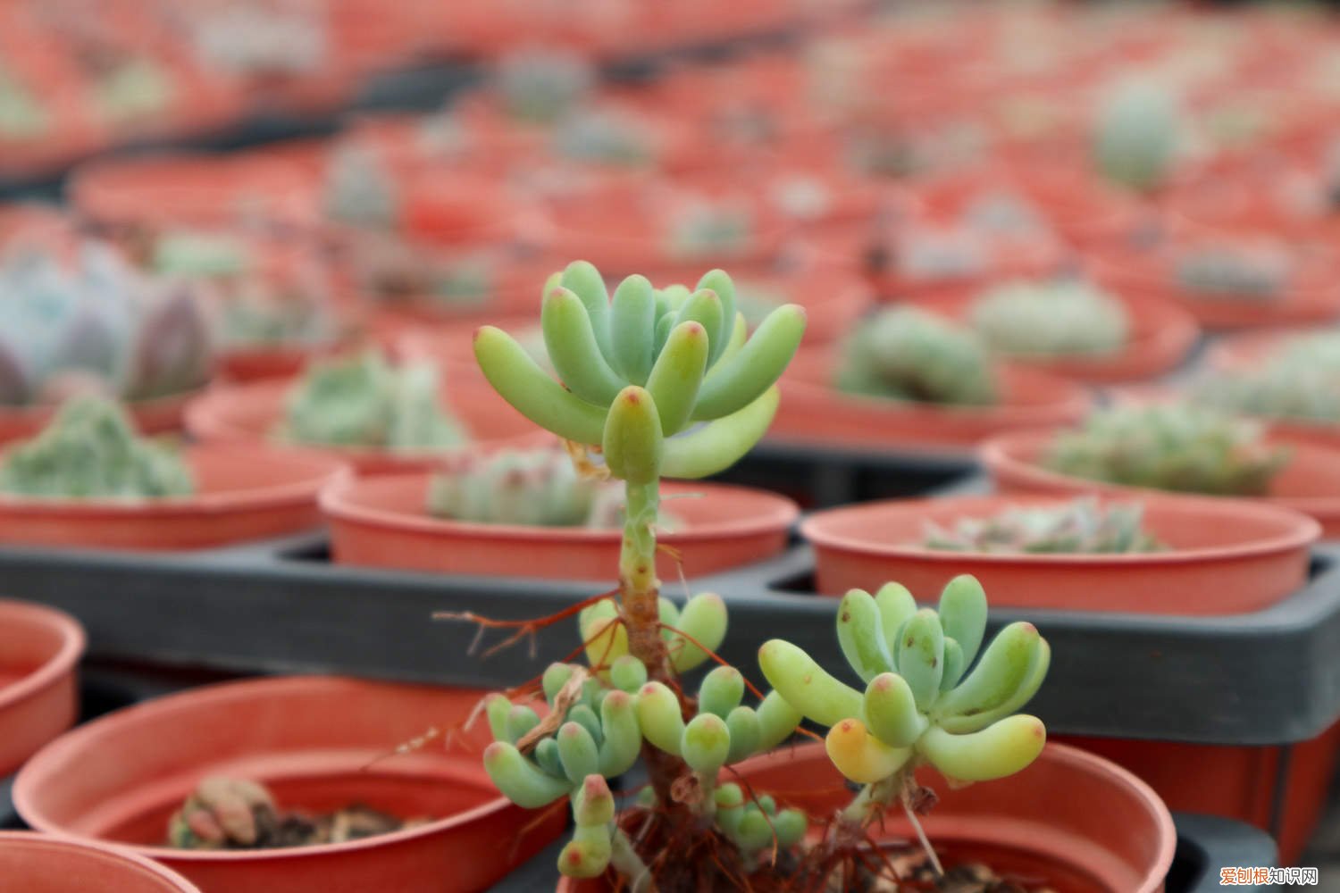 乙女心上盆后掉叶子 乙女心的爆盆方法