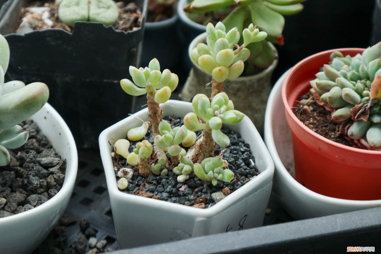 乙女心上盆后掉叶子 乙女心的爆盆方法