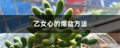 乙女心上盆后掉叶子 乙女心的爆盆方法