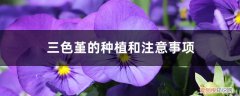三色堇的种植和注意事项有哪些 三色堇的种植和注意事项