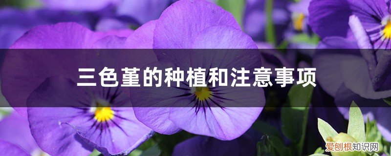 三色堇的种植和注意事项有哪些 三色堇的种植和注意事项