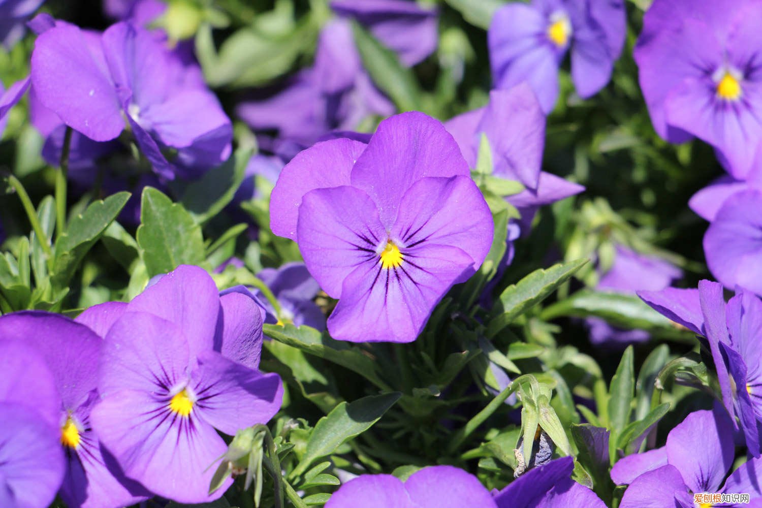 三色堇的种植和注意事项有哪些 三色堇的种植和注意事项