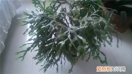 图 爆盆的蟹爪兰要不要换盆 蟹爪兰怎么换盆