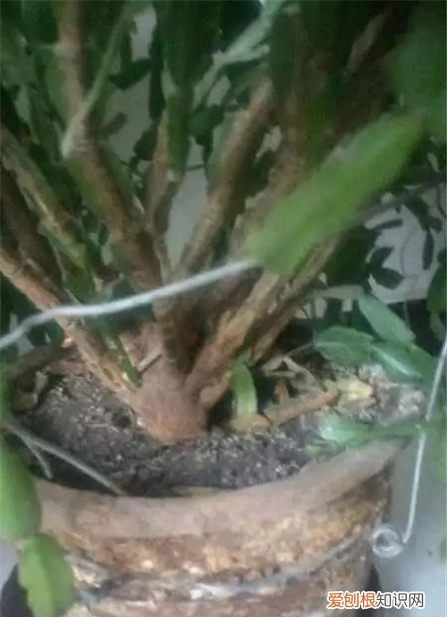 图 爆盆的蟹爪兰要不要换盆 蟹爪兰怎么换盆