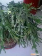 图 爆盆的蟹爪兰要不要换盆 蟹爪兰怎么换盆